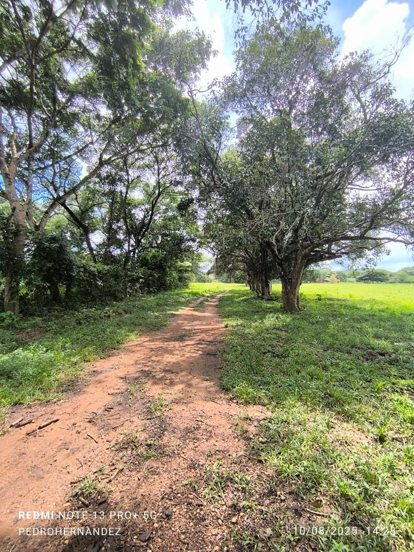 Finca en San Carlos Cojedes Venta - Image 2