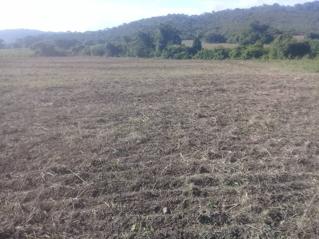 Finca en San Carlos Cojedes Venta - Image 11