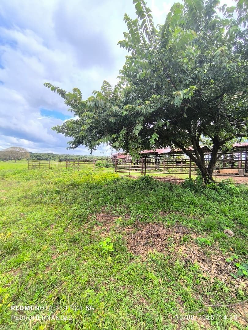 Finca en San Carlos Cojedes Venta - Image 4