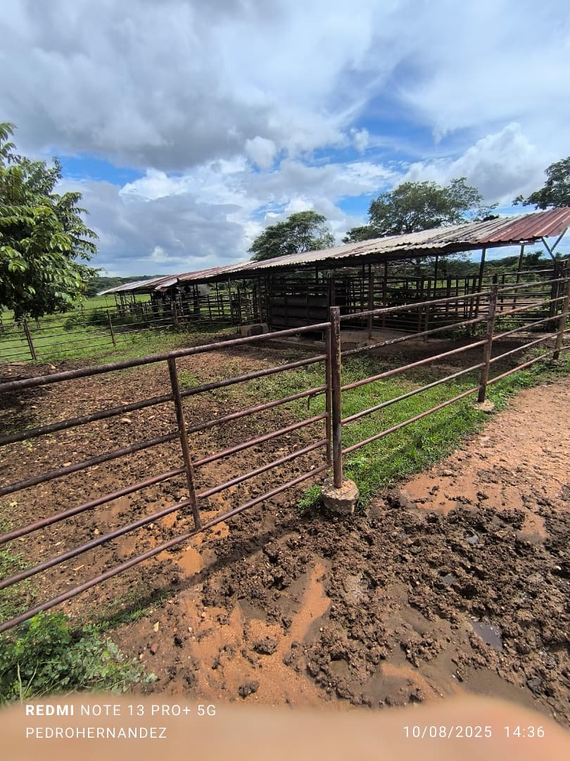 Finca en San Carlos Cojedes Venta - Image 6