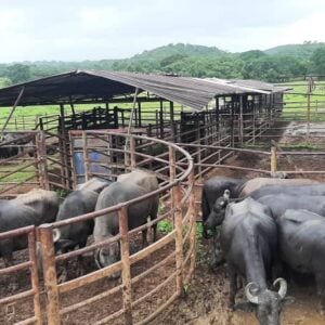 Finca en San Carlos Cojedes Venta
